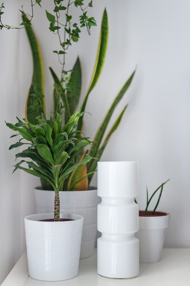 assorted plants in white vases in corner of room