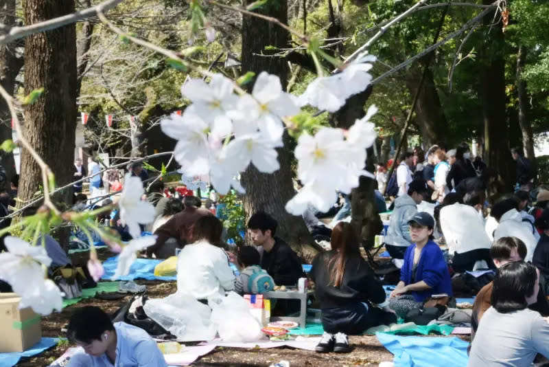 ▲日本東京櫻花終於開花！不少民眾聚集在上野恩賜公園賞櫻。（圖／美聯社／達志影像）