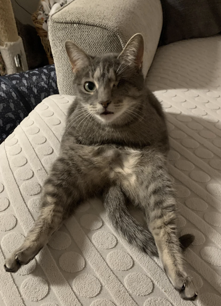 Cat sitting upright with legs spread out on a textured surface