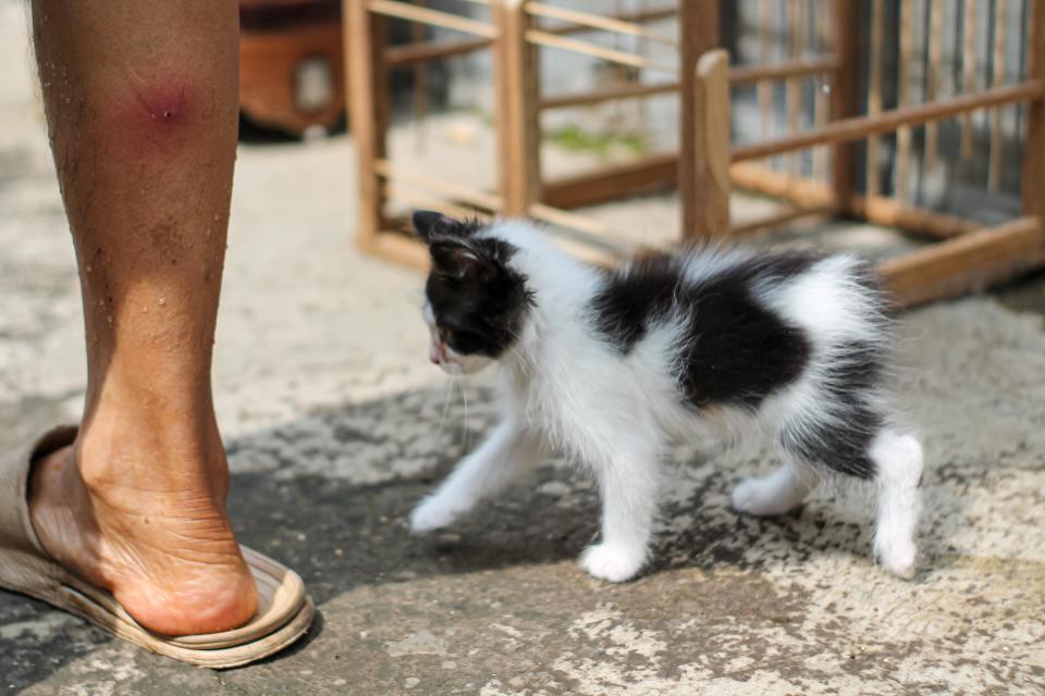 A Manx cat kitten, which doesn't have a tail, follows a human foot.