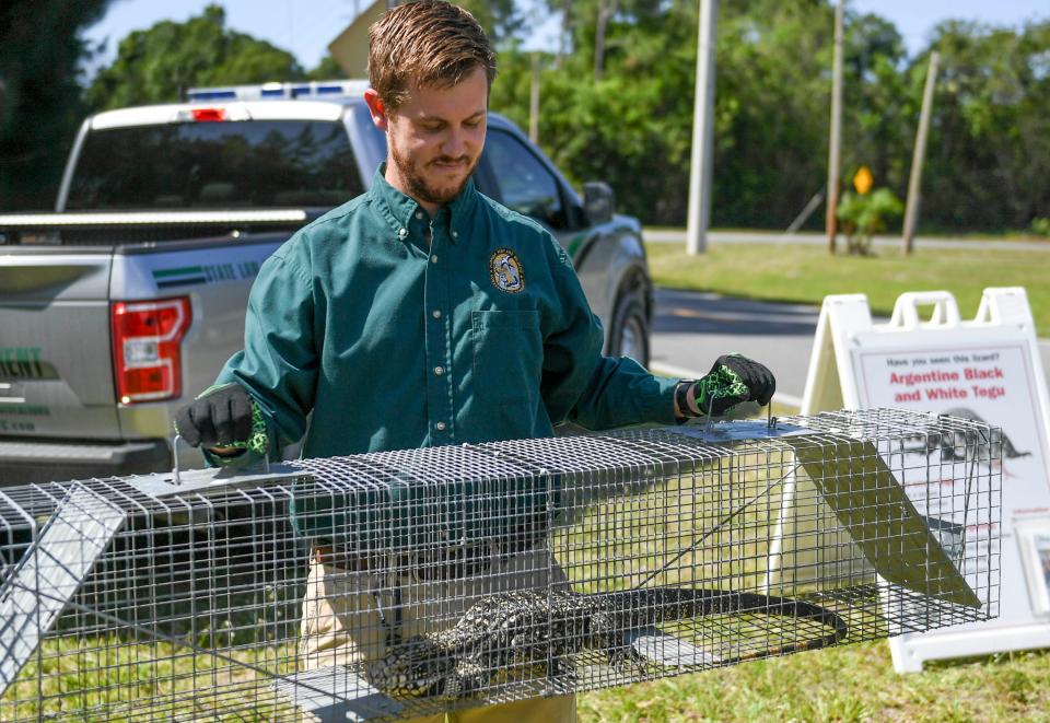 The Florida Fish and Wildlife Conservation Commission discusses observation and trapping efforts for the invasive Argentine black and white tegu lizard on April 20, 2022, in Fort Pierce, Florida.