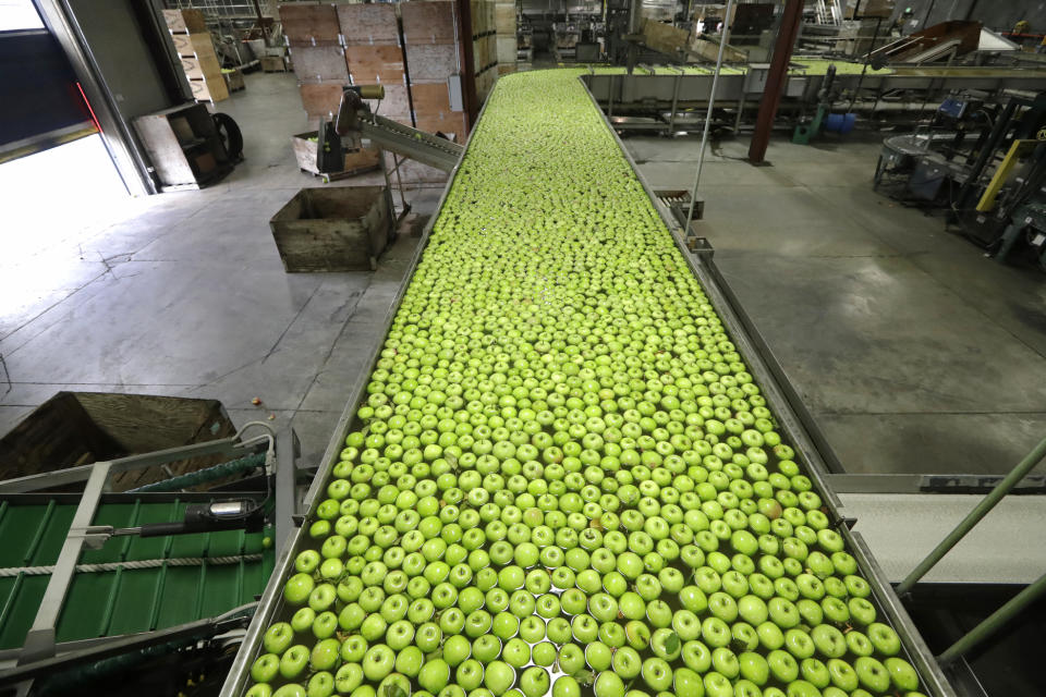 FILE - In this Oct. 15, 2019, file Granny Smith apples are floated toward sorters to ready them for shipping in a packing plant in Yakima, Wash. On Thursday, Nov. 14, the Labor Department reports on U.S. producer price inflation in October. (AP Photo/Elaine Thompson, File)