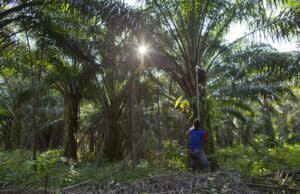 馬來西亞正準備從印尼、印度、孟加拉、泰南進行談判，計劃為本地種植業引進更多移工。（示意圖／美聯社／達志影像）