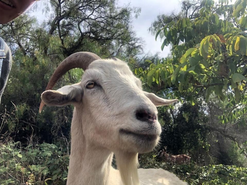 A goat named Princess, who is part of City Grazing’s working herd.