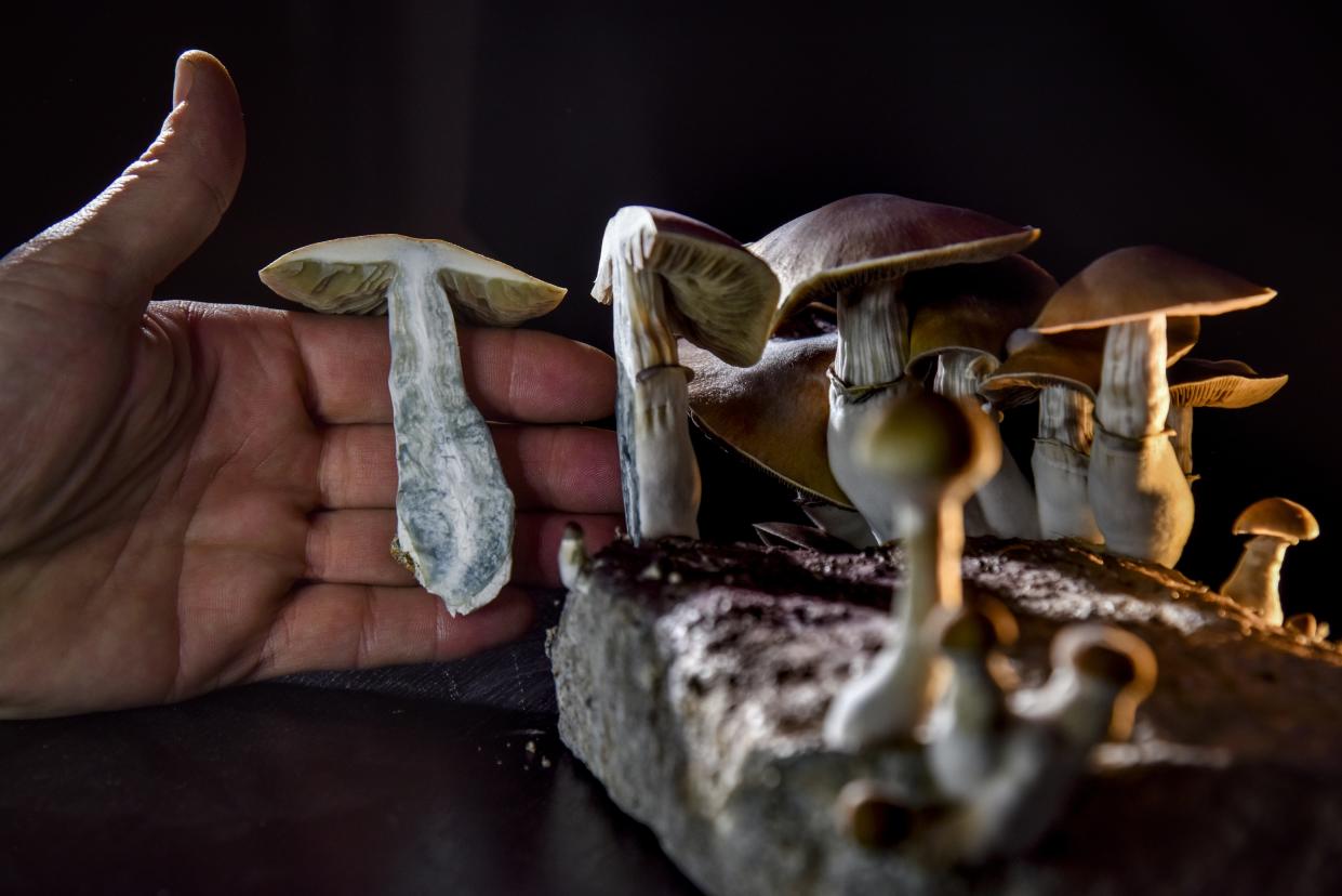 Psychedelic mushrooms are seen here, grown by a D.C.-based activist. On Election Day through a ballot measure, Oregon legalized the therapeutic use of their main chemical component — psilocybin — for depression and other issues. (Photo: Jahi Chikwendiu/The Washington Post via Getty Images)