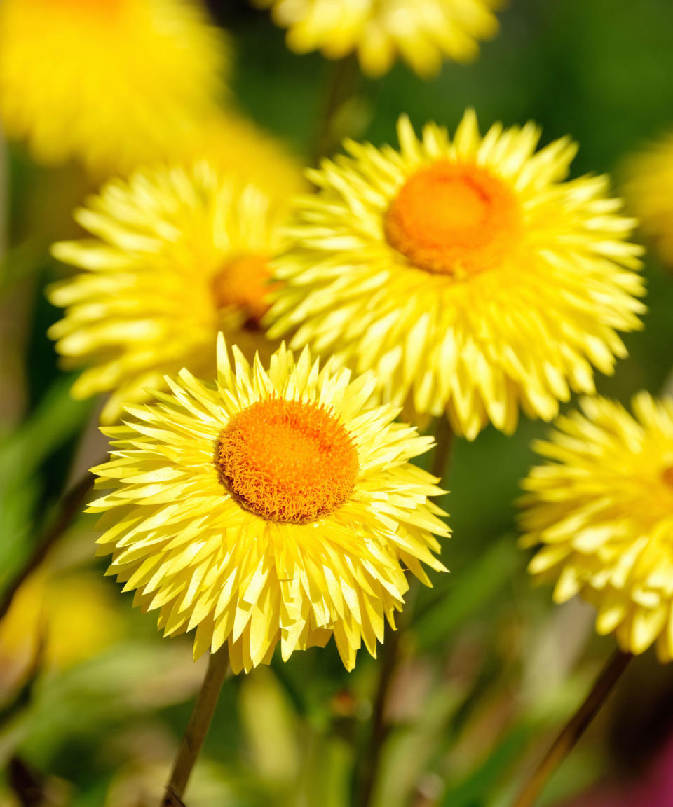 Strawflower 'Granvia Gold'