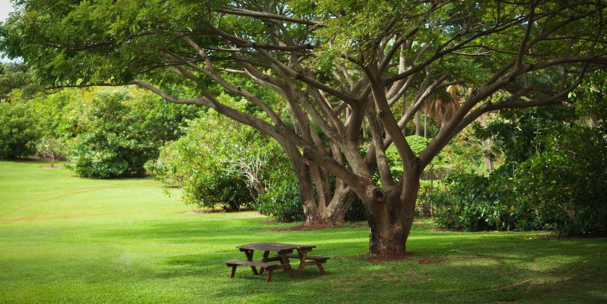 Tropical Garden with Picnic Benches