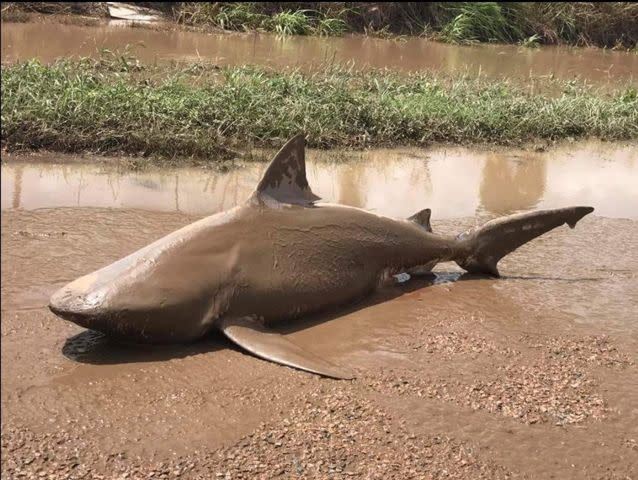 The bull shark washed up in a puddle in Ayr. Source: AAP/Twitter