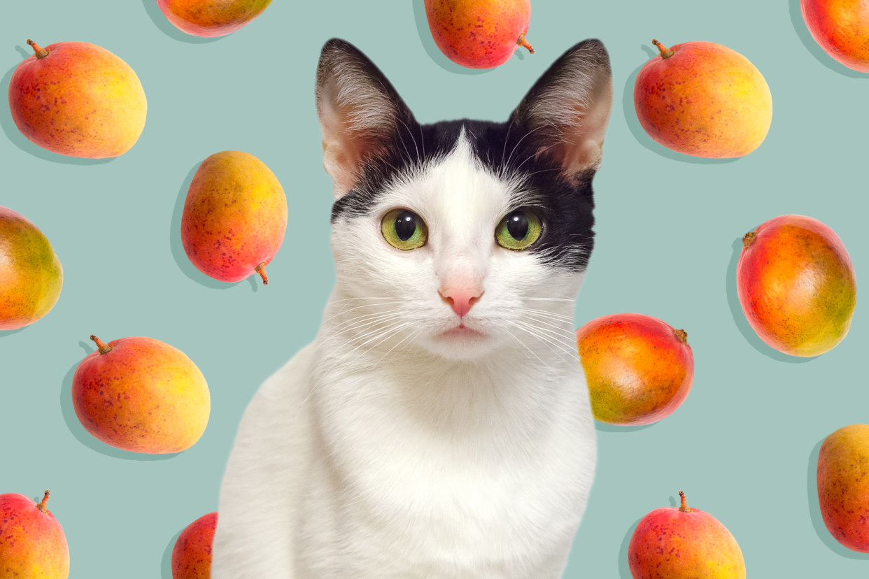 cat in front of background of mango pattern; can cats eat mangos?