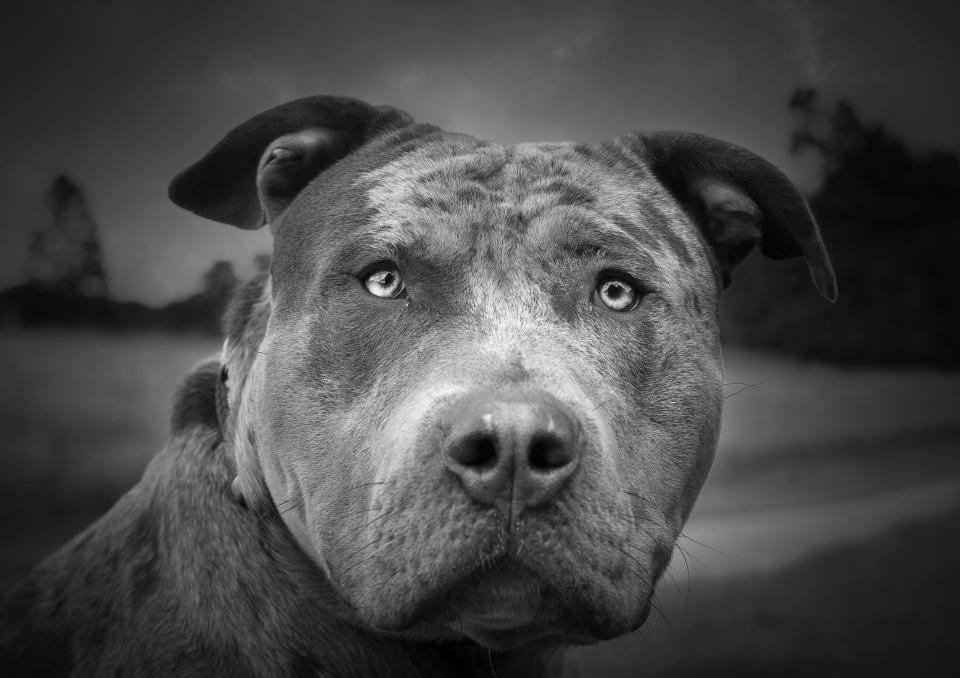 Front close up view of an XL bully dog