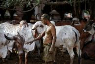 Uddhav Bhatia touches a cow after applying cow dung on his body during "cow dung therapy" on outskirts of Ahmedabad