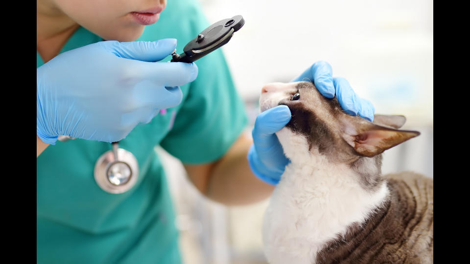 Vet looking in cat's eyes