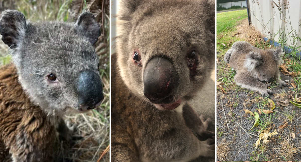 We once killed 600,000 koalas in a year. Now they're Australia's 'teddy  bears'. What changed?