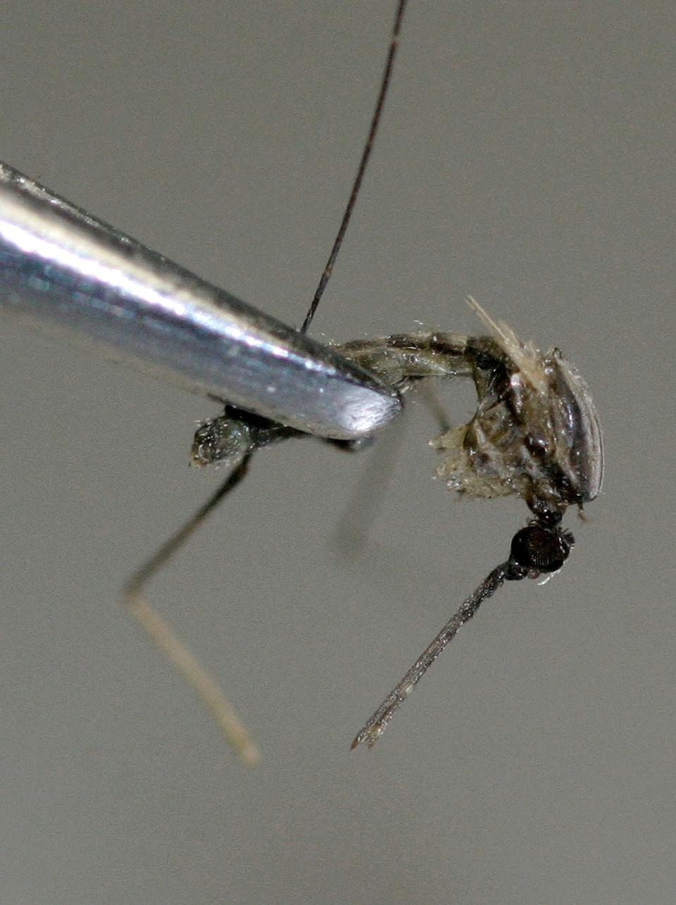 A culex tarsalis female mosquito that was caught in a trap will be tested for the presence of the West Nile virus at the Arizona Department of Health Services labratory in Phoenix, Arizona.