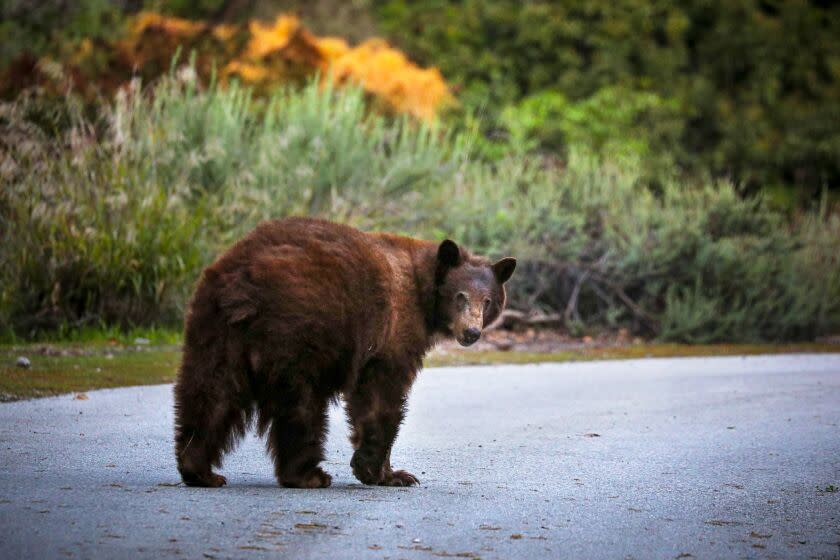 ARCADIA, CA - MARCH 25, 2020 - A black bear wanders along Canyon Road on Wednesday March 25, 2020 in Arcadia. (Irfan Khan / Los Angeles Times)