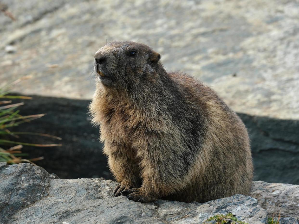 China forbids hunting and eating of marmots after hospital reported suspected bubonic plague case: Sean Gallup/Getty Images