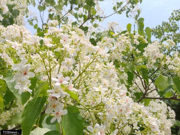 苗栗桐花季盛大登場，桐花依序綻放各處山頭，歡迎民眾前來體驗四月雪的魅力。（記者江乾松攝）