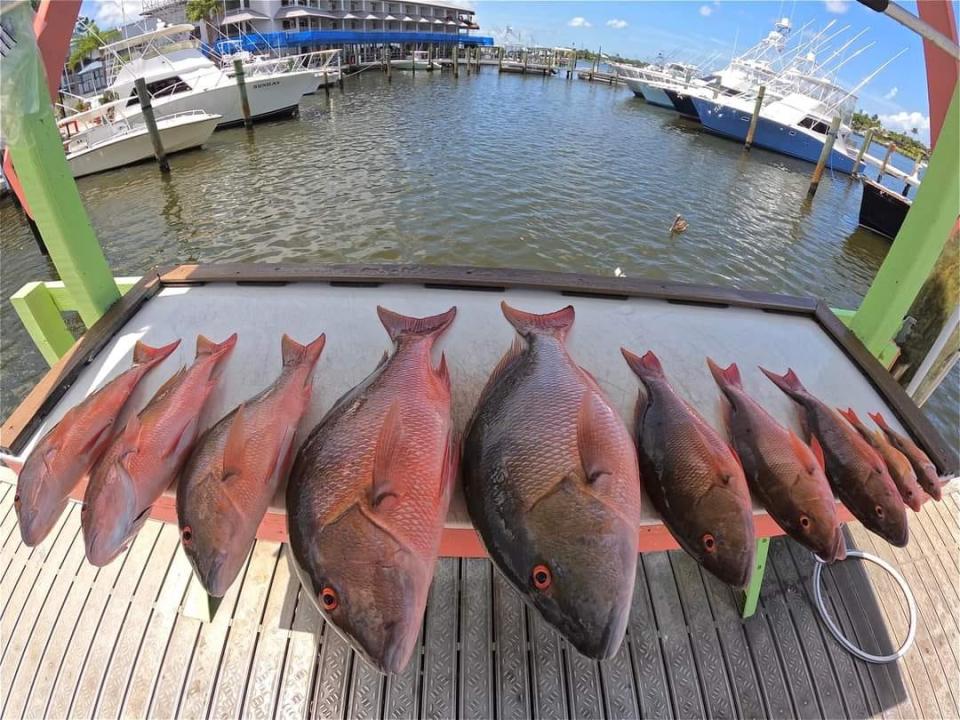 A catch of mutton snapper by anglers aboard the Safari I partyboat out of Port Salerno July 31, 2022.