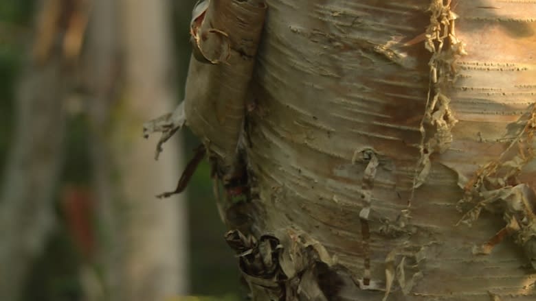 Gander cabin owners gearing up for battle over birch trees