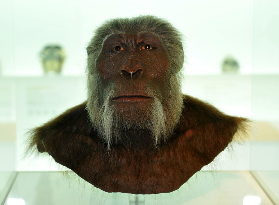 Switzerland Basel-Stadt Basel - Museum of Natural History, model of an early hominin Paranthropus Boisei - 09.10.2011  Image: Getty