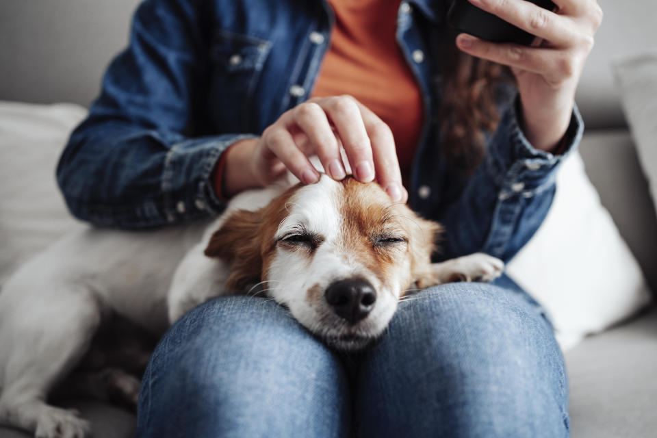 Here are some easy ways to ensure your pet's safety during a storm. / Credit: Getty Images