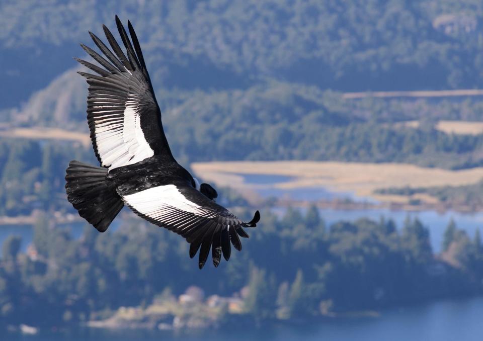 Andean Condor, Chile - Getty