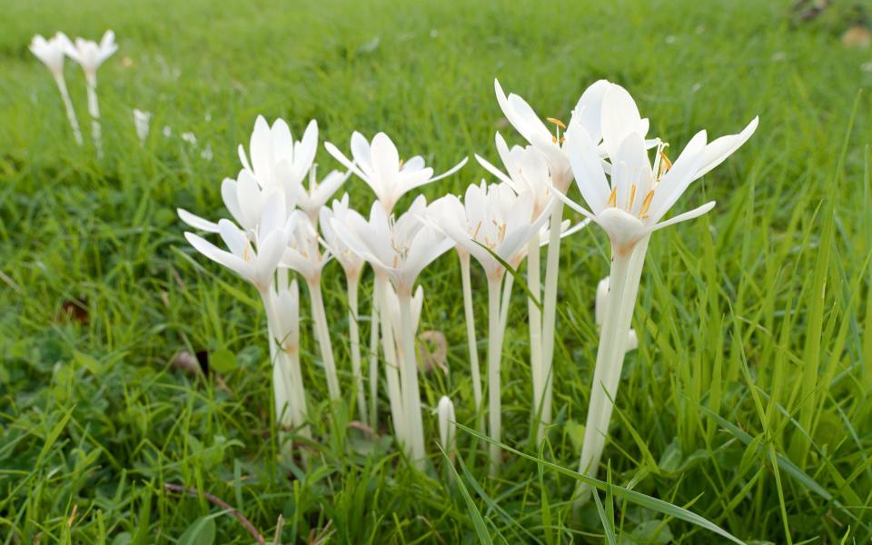 Crocus' - Alamy