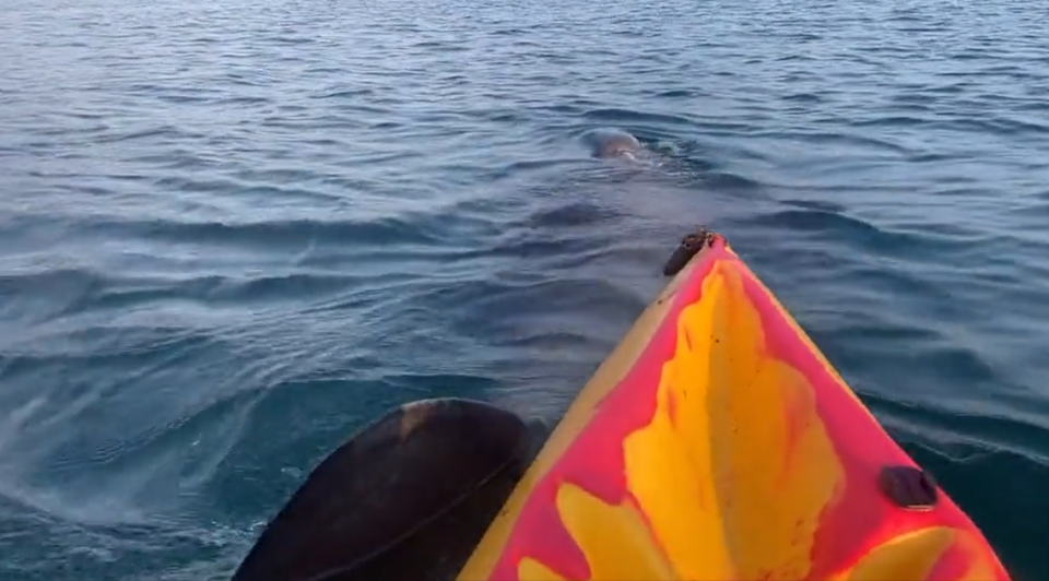 basking shark cork ireland