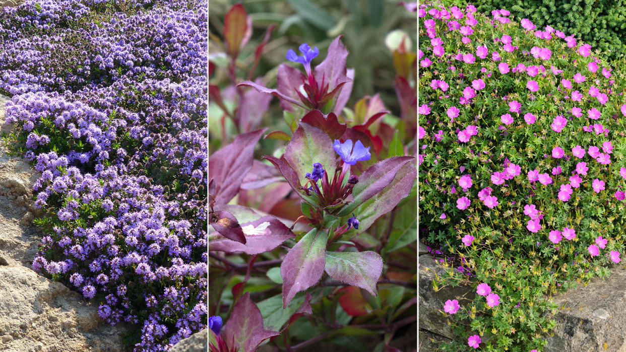  creeping thyme; blue plumbago; hardy geraniums 