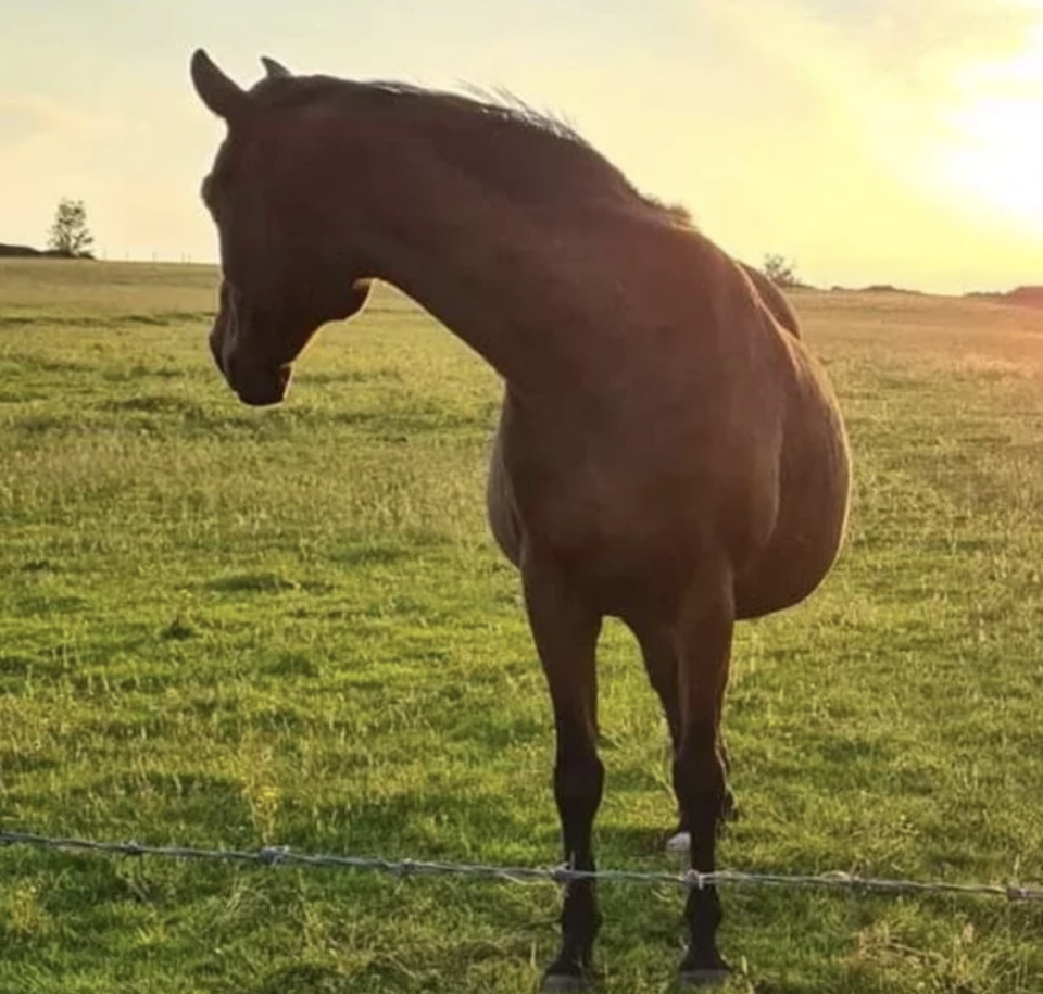 A horse stands in a grassy field behind a wire fence, with the sun setting in the background