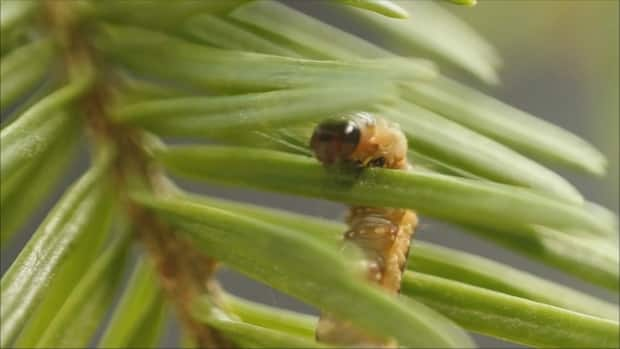 For reasons scientists don't yet fully understand, spruce budworm outbreaks occur in 35-year cycles. The insect feeds off thorns of fir and spruce trees, leading to defoliation. (Radio-Canada - image credit)