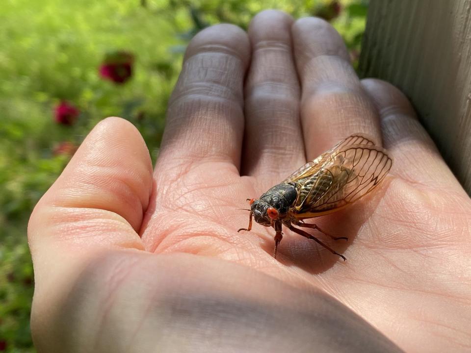 double brood periodical cicadas