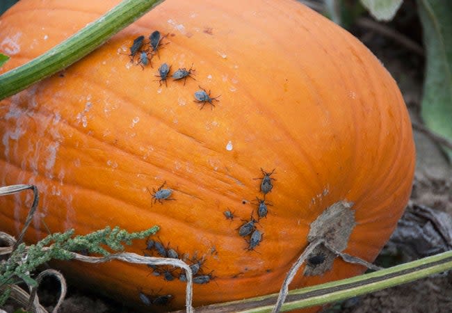 How to Get Rid of Squash Bugs