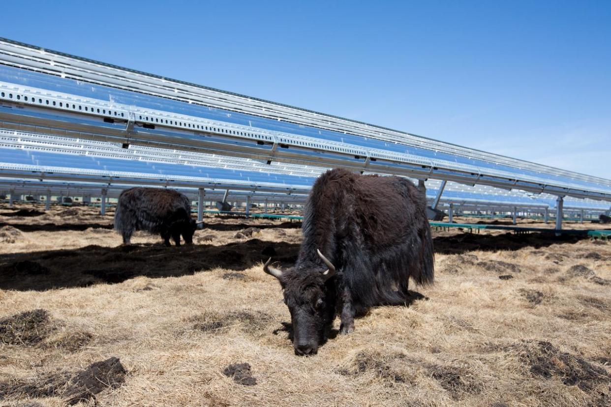 In China the panels are mounted high off the ground, which means that the grass underneath can grow. It also means that the local yak can eat it: Apple