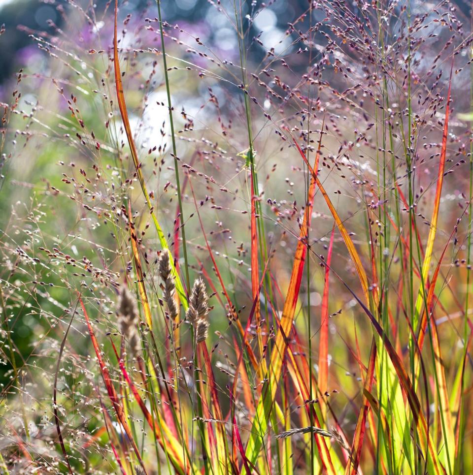 Panicum virgatum Shenandoah