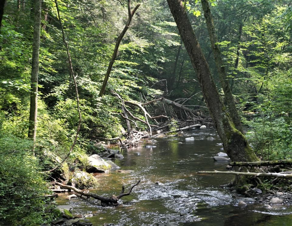 A mix of hardwood and evergreen trees flank the Hornbeck Creek in Delaware Water Gap National Recreation Area on Thursday,  June 29, 2023, the day the area around the creek and part of Mount Minsi, in the southern end of the park, were accepted into the Old-Growth Forest Network.