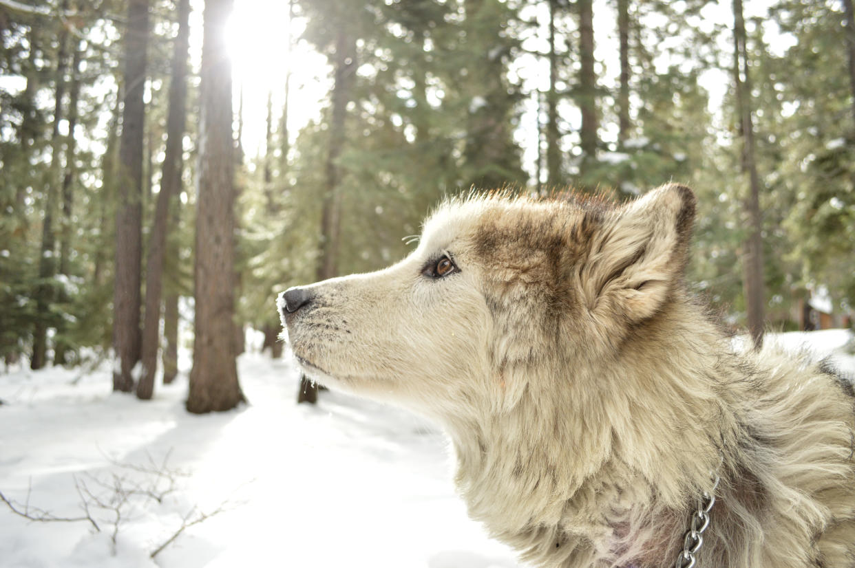 Guy unknowingly adopted an adorable puppy that turned out to be a wolf, aka, THE DREAM