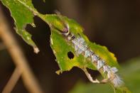 The forests, when looked at closely, throw up a lot of surprises. Like this extremely colourful caterpillar of a moth.