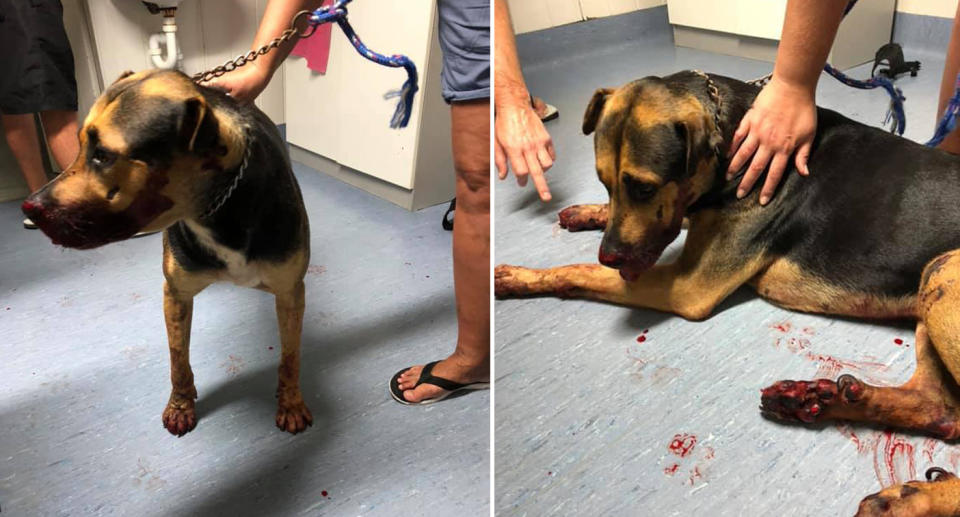 Dog dies after being dragged behind ute near Yeppoon