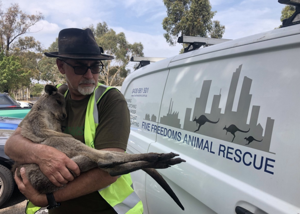 Wildlife carer Manfred Zabinskas holds a young kangaroo in front of a rescue van.