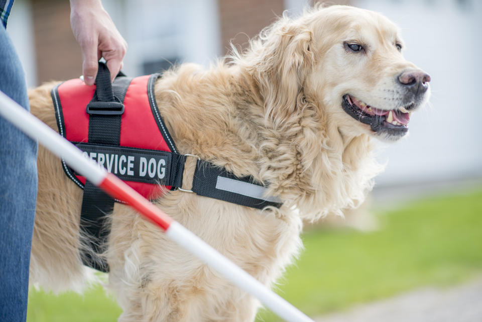 Service animals would be restricted to dogs that are&nbsp;specially trained to do work or perform tasks for the benefit of a person with a disability. (Photo: FatCamera via Getty Images)