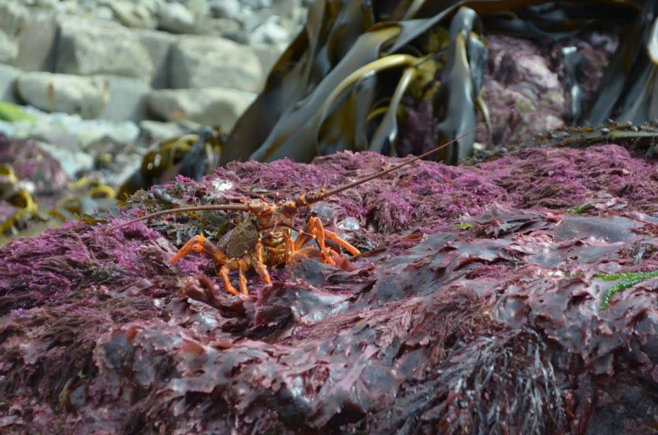 Redmond photographed a slightly shaken crayfish after it was thrust from the ocean. Photo: Facebook/Anna Redmond