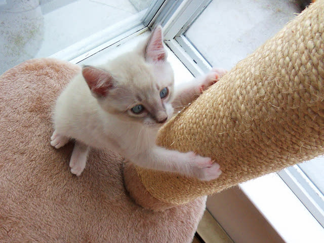 Compre um arranhador pro seu bichano. Com tempo, paciência e catnip (erva de gato), dá pra acostumá-lo a arranhar só ali, assim como ele acostumou a usar a caixa de areia (29638108@N06/Flickr)