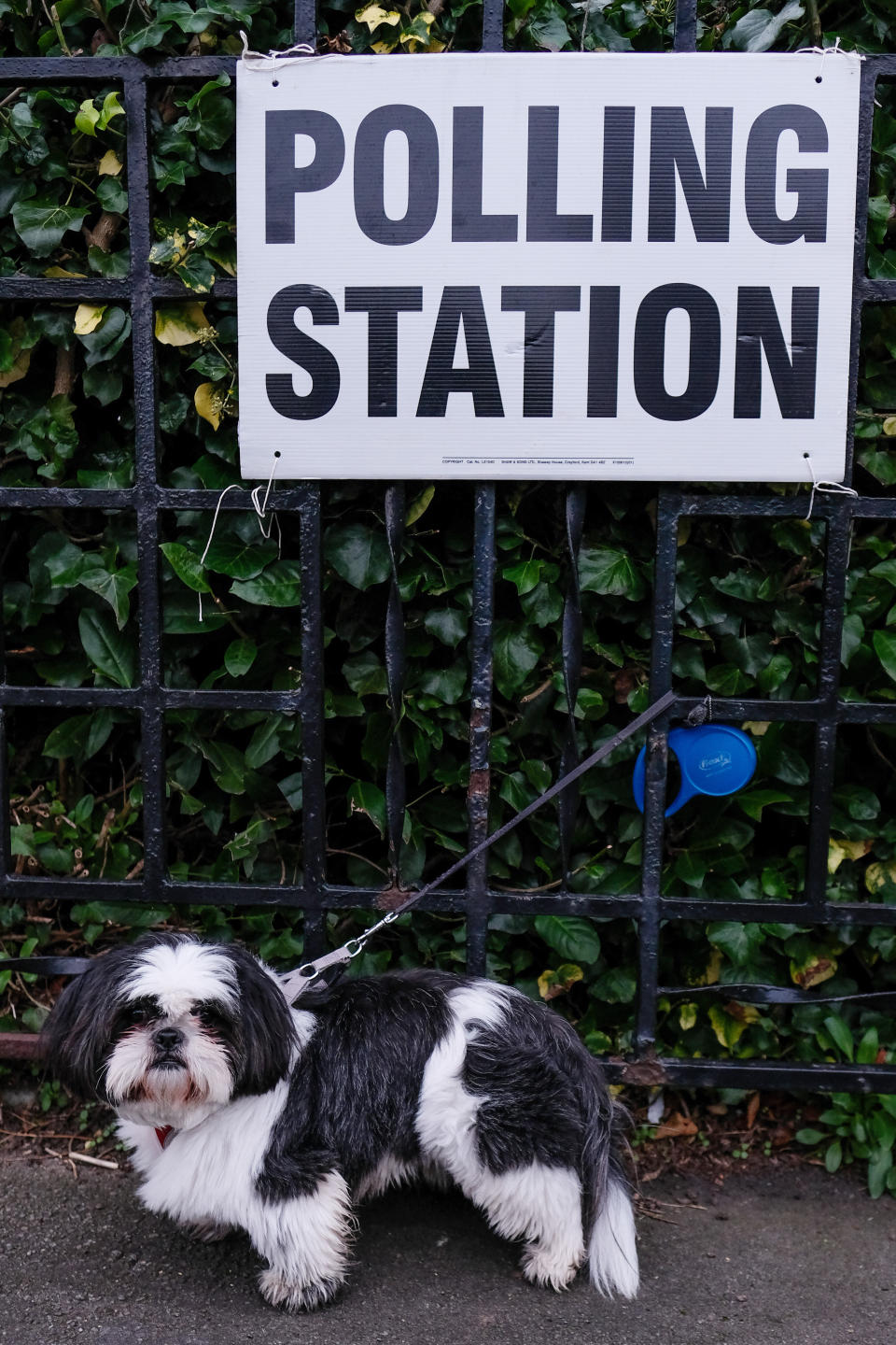 A patient pooch in Hartlepool waits for his owner at the polls.