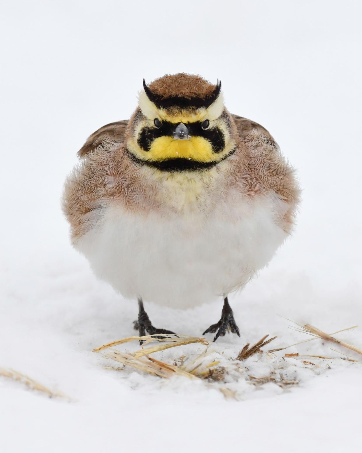 The horned lark competes in Wisconsin's Fat Bird Week.