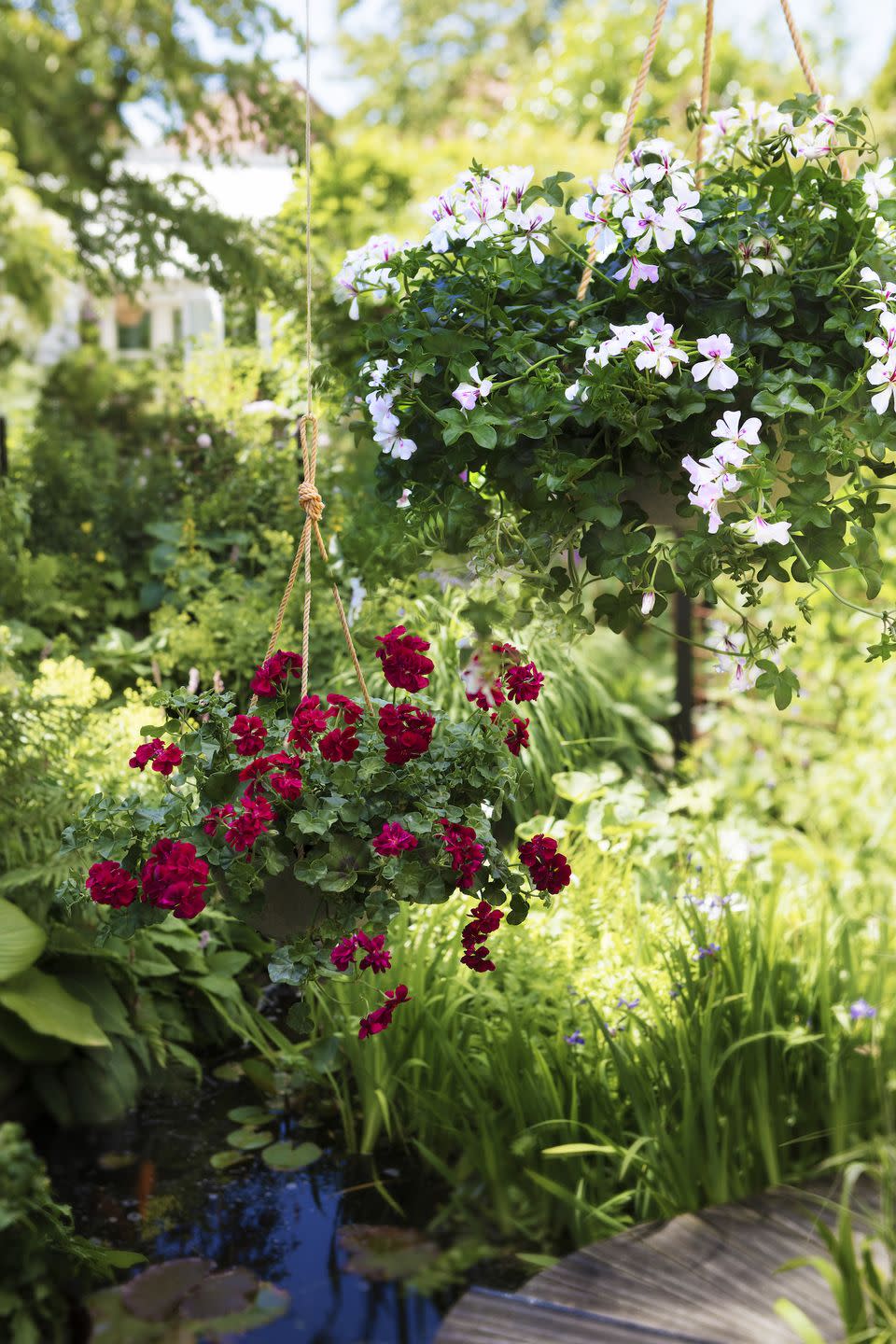 <p>Geraniums are not only decorative, some also have healing powers. The roots of the Cape region pelargonium, were used by the indigenous people of South Africa to treat respiratory disease, and to this day are a main ingredient of the natural remedy 'Umckaloabo'. The essential oils in certain types of scented geraniums are also said to help alleviate depression and stress.</p>