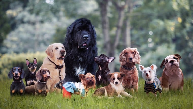 Study Builds Dog Behavior ‘Map’, Uncovers Genetic Lineages