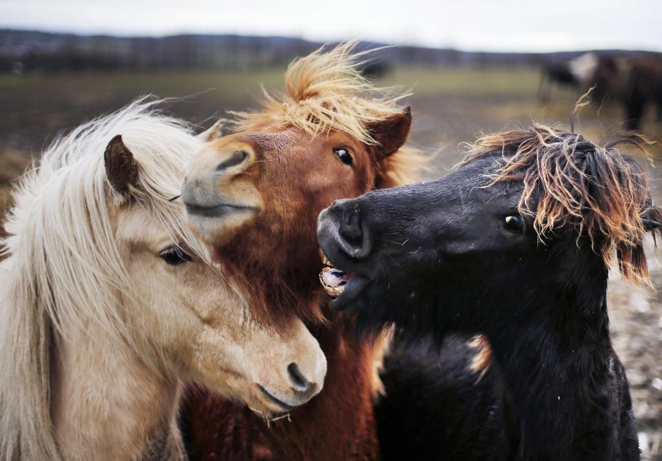 Three Iceland horses put their heads together in their paddock in Wehrheim, Germany, Jan. 16, 2018. (Photo: Michael Probst/AP)