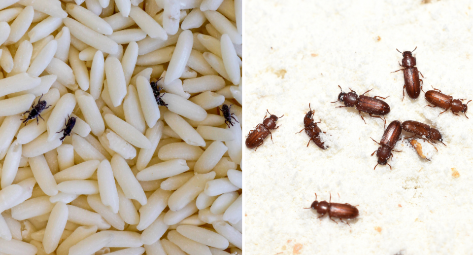 Weevils are pictured (left) and flour beetles (right). Source: Getty
