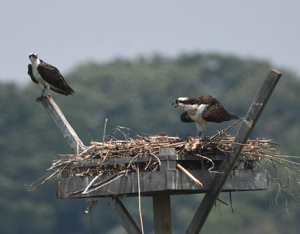 Osprey in the Meadowlands using a man-made nesting platform